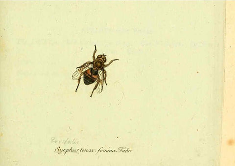 Reproducción/Reproduction 6046255348: Fauna Germanica, Diptera Nuremberg? :s.n.,between 1793 and 1805? 
