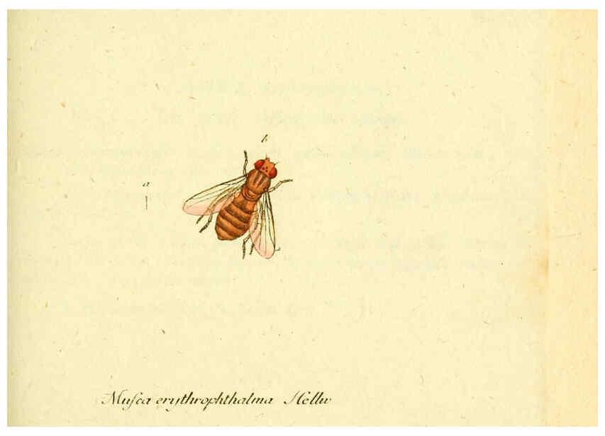 Reproducción/Reproduction 6046255928: Fauna Germanica, Diptera Nuremberg? :s.n.,between 1793 and 1805? 