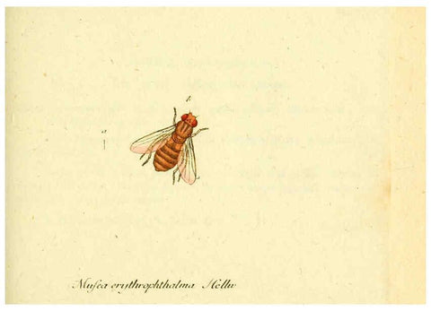 Reproducción/Reproduction 6046255928: Fauna Germanica, Diptera Nuremberg? :s.n.,between 1793 and 1805? 