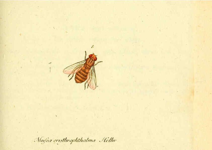 Reproducción/Reproduction 6046255928: Fauna Germanica, Diptera Nuremberg? :s.n.,between 1793 and 1805? 