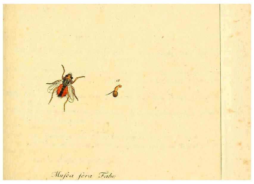 Reproducción/Reproduction 6046256244: Fauna Germanica, Diptera Nuremberg? :s.n.,between 1793 and 1805? 