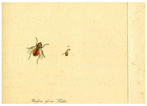 Reproducción/Reproduction 6046256244: Fauna Germanica, Diptera Nuremberg? :s.n.,between 1793 and 1805? 