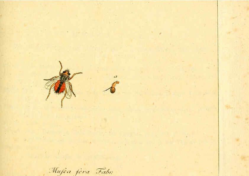 Reproducción/Reproduction 6046256244: Fauna Germanica, Diptera Nuremberg? :s.n.,between 1793 and 1805? 