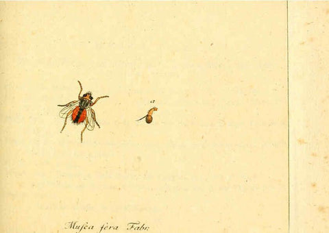 Reproducción/Reproduction 6046256244: Fauna Germanica, Diptera Nuremberg? :s.n.,between 1793 and 1805? 