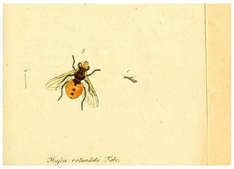 Reproducción/Reproduction 6046256492: Fauna Germanica, Diptera Nuremberg? :s.n.,between 1793 and 1805? 