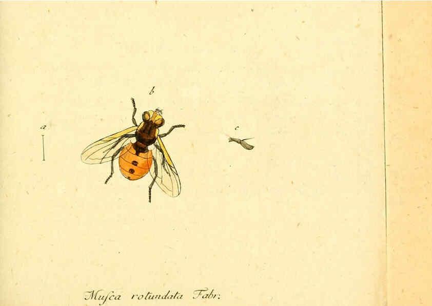 Reproducción/Reproduction 6046256492: Fauna Germanica, Diptera Nuremberg? :s.n.,between 1793 and 1805? 