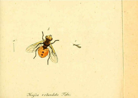 Reproducción/Reproduction 6046256492: Fauna Germanica, Diptera Nuremberg? :s.n.,between 1793 and 1805? 