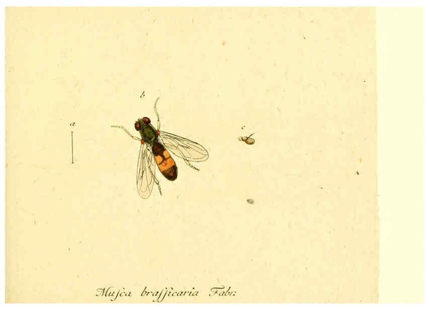 Reproducción/Reproduction 6045707397: Fauna Germanica, Diptera Nuremberg? :s.n.,between 1793 and 1805? 