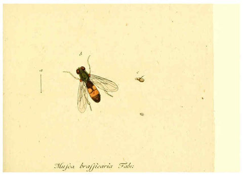 Reproducción/Reproduction 6045707397: Fauna Germanica, Diptera Nuremberg? :s.n.,between 1793 and 1805? 