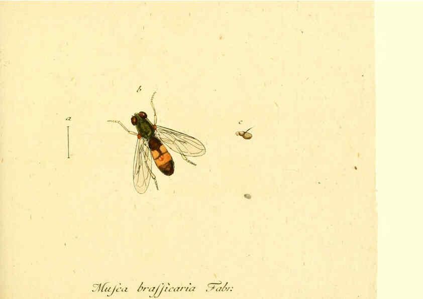 Reproducción/Reproduction 6045707397: Fauna Germanica, Diptera Nuremberg? :s.n.,between 1793 and 1805? 