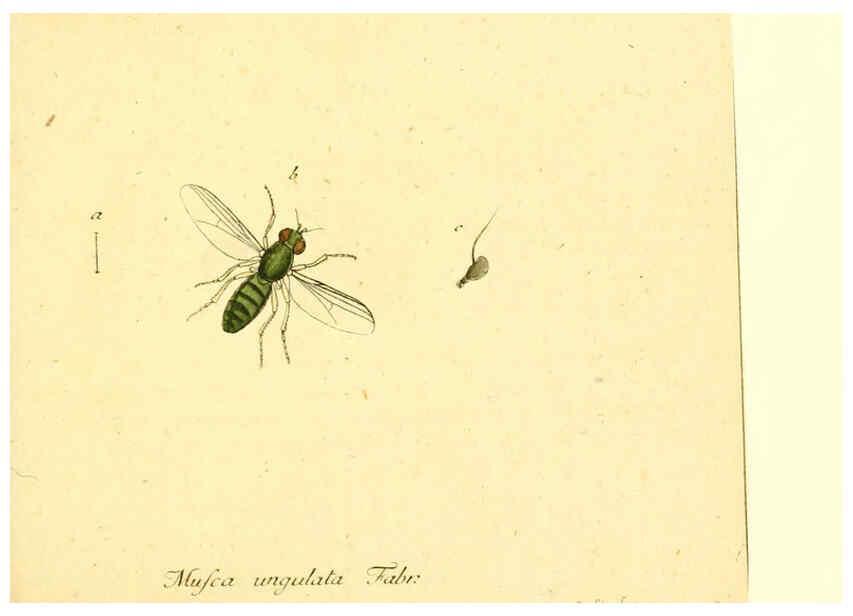 Reproducción/Reproduction 6045707603: Fauna Germanica, Diptera Nuremberg? :s.n.,between 1793 and 1805? 