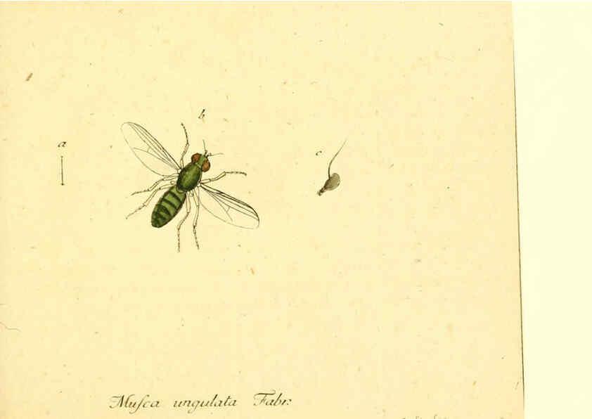 Reproducción/Reproduction 6045707603: Fauna Germanica, Diptera Nuremberg? :s.n.,between 1793 and 1805? 