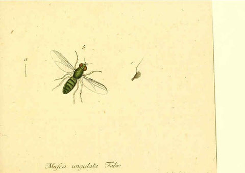 Reproducción/Reproduction 6045707603: Fauna Germanica, Diptera Nuremberg? :s.n.,between 1793 and 1805? 