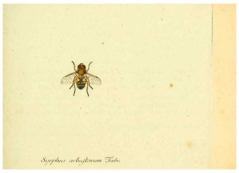 Reproducción/Reproduction 6045705591: Fauna Germanica, Diptera Nuremberg? :s.n.,between 1793 and 1805? 
