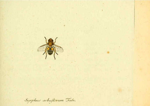 Reproducción/Reproduction 6045705591: Fauna Germanica, Diptera Nuremberg? :s.n.,between 1793 and 1805? 