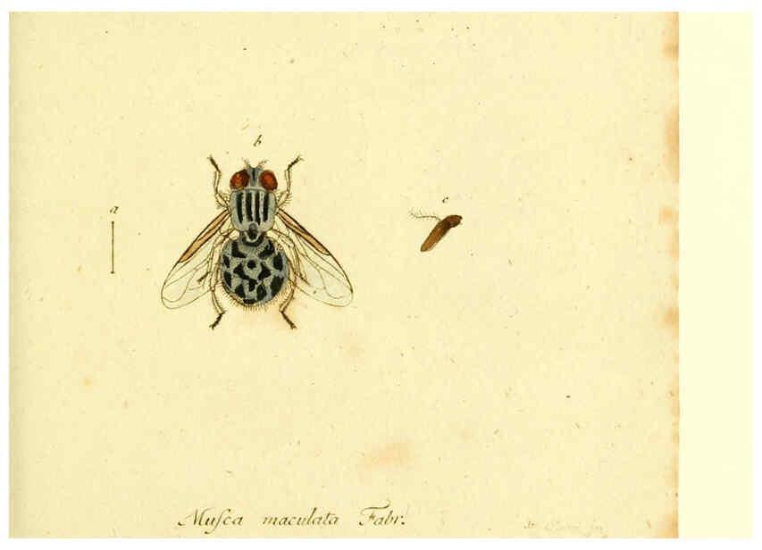 Reproducción/Reproduction 6046263344: Fauna Germanica, Diptera Nuremberg? :s.n.,between 1793 and 1805? 