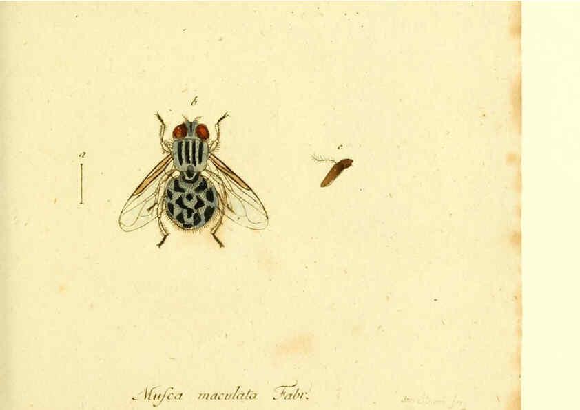 Reproducción/Reproduction 6046263344: Fauna Germanica, Diptera Nuremberg? :s.n.,between 1793 and 1805? 