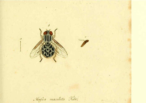 Reproducción/Reproduction 6046263344: Fauna Germanica, Diptera Nuremberg? :s.n.,between 1793 and 1805? 