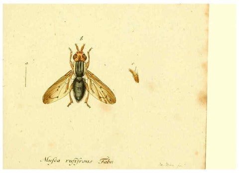 Reproducción/Reproduction 6045714625: Fauna Germanica, Diptera Nuremberg? :s.n.,between 1793 and 1805? 