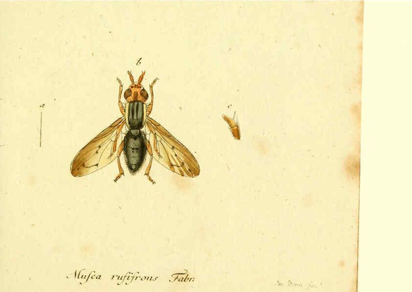 Reproducción/Reproduction 6045714625: Fauna Germanica, Diptera Nuremberg? :s.n.,between 1793 and 1805? 
