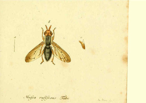Reproducción/Reproduction 6045714625: Fauna Germanica, Diptera Nuremberg? :s.n.,between 1793 and 1805? 