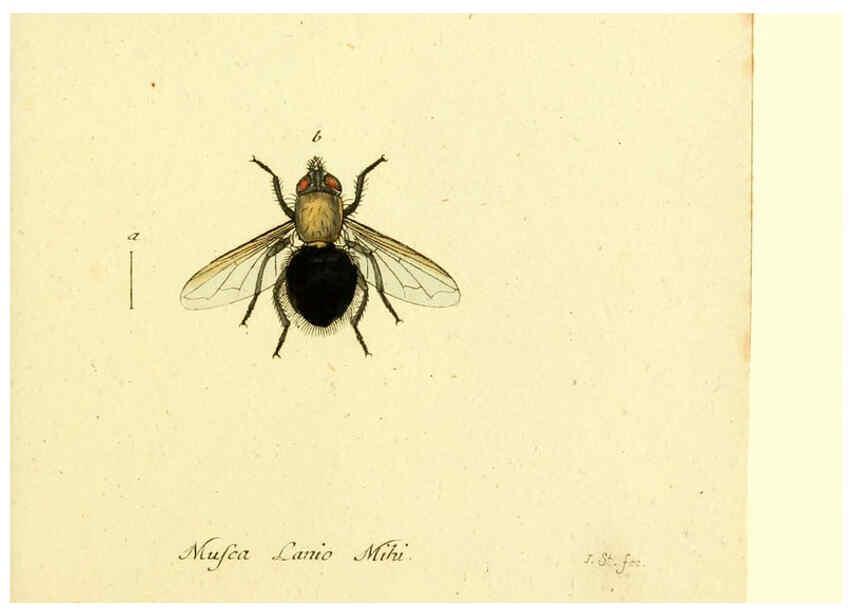 Reproducción/Reproduction 6045721767: Fauna Germanica, Diptera Nuremberg? :s.n.,between 1793 and 1805? 