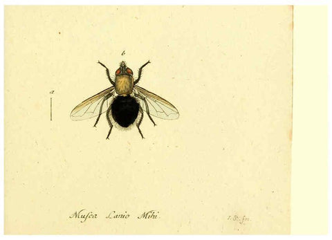 Reproducción/Reproduction 6045721767: Fauna Germanica, Diptera Nuremberg? :s.n.,between 1793 and 1805? 