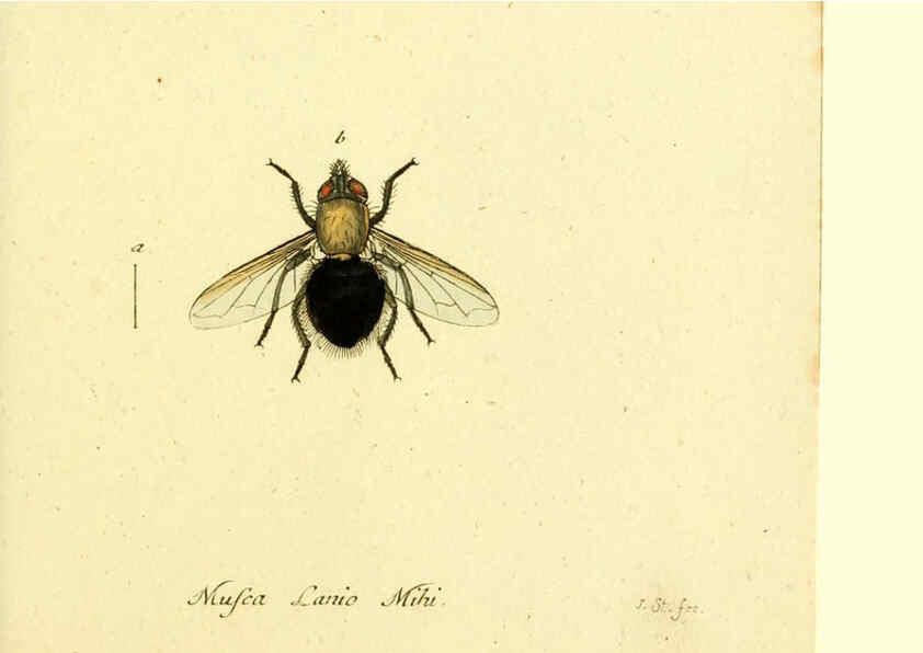 Reproducción/Reproduction 6045721767: Fauna Germanica, Diptera Nuremberg? :s.n.,between 1793 and 1805? 