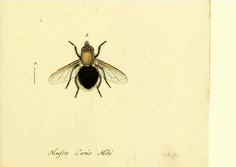 Reproducción/Reproduction 6045721767: Fauna Germanica, Diptera Nuremberg? :s.n.,between 1793 and 1805? 