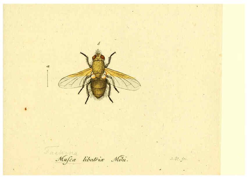 Reproducción/Reproduction 6045722151: Fauna Germanica, Diptera Nuremberg? :s.n.,between 1793 and 1805? 