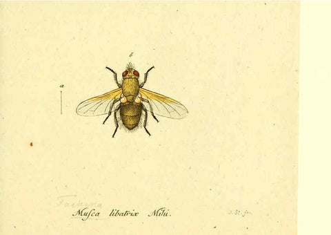 Reproducción/Reproduction 6045722151: Fauna Germanica, Diptera Nuremberg? :s.n.,between 1793 and 1805? 