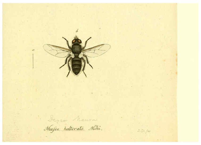 Reproducción/Reproduction 6046271850: Fauna Germanica, Diptera Nuremberg? :s.n.,between 1793 and 1805? 