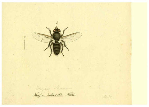 Reproducción/Reproduction 6046271850: Fauna Germanica, Diptera Nuremberg? :s.n.,between 1793 and 1805? 