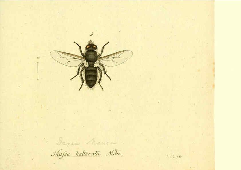 Reproducción/Reproduction 6046271850: Fauna Germanica, Diptera Nuremberg? :s.n.,between 1793 and 1805? 