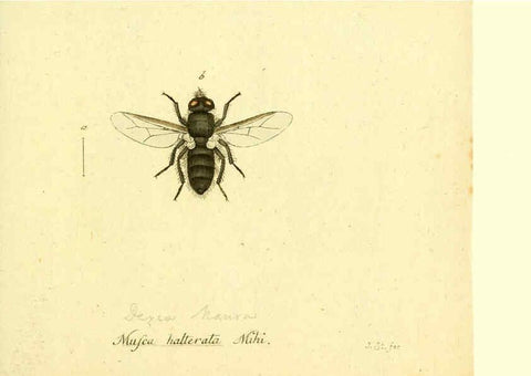 Reproducción/Reproduction 6046271850: Fauna Germanica, Diptera Nuremberg? :s.n.,between 1793 and 1805? 
