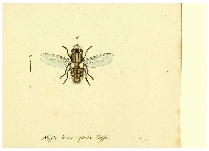 Reproducción/Reproduction 6045722935: Fauna Germanica, Diptera Nuremberg? :s.n.,between 1793 and 1805? 
