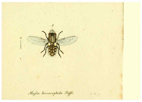 Reproducción/Reproduction 6045722935: Fauna Germanica, Diptera Nuremberg? :s.n.,between 1793 and 1805? 