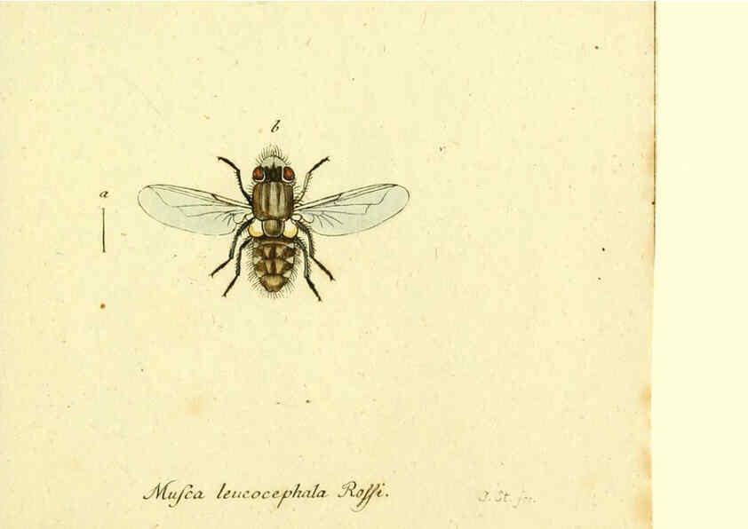 Reproducción/Reproduction 6045722935: Fauna Germanica, Diptera Nuremberg? :s.n.,between 1793 and 1805? 