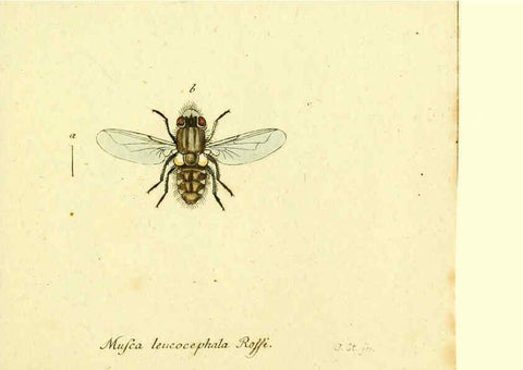 Reproducción/Reproduction 6045722935: Fauna Germanica, Diptera Nuremberg? :s.n.,between 1793 and 1805? 