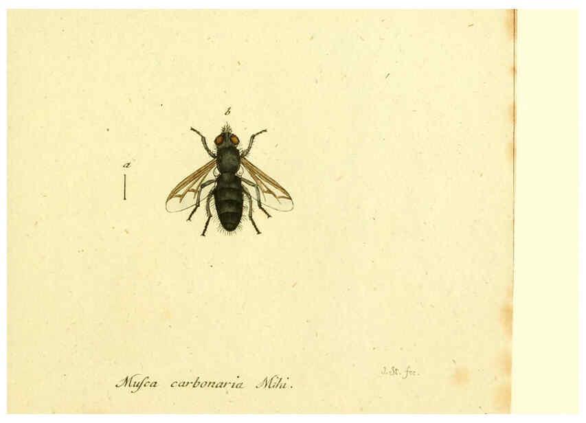 Reproducción/Reproduction 6045723185: Fauna Germanica, Diptera Nuremberg? :s.n.,between 1793 and 1805? 