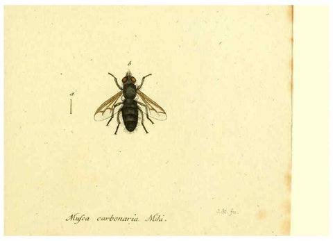 Reproducción/Reproduction 6045723185: Fauna Germanica, Diptera Nuremberg? :s.n.,between 1793 and 1805? 