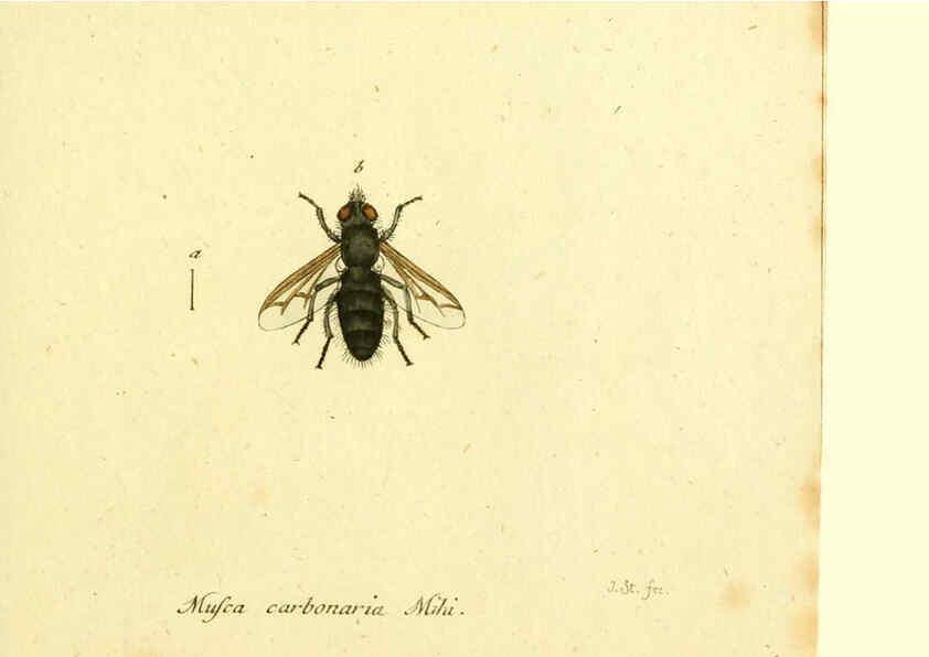 Reproducción/Reproduction 6045723185: Fauna Germanica, Diptera Nuremberg? :s.n.,between 1793 and 1805? 