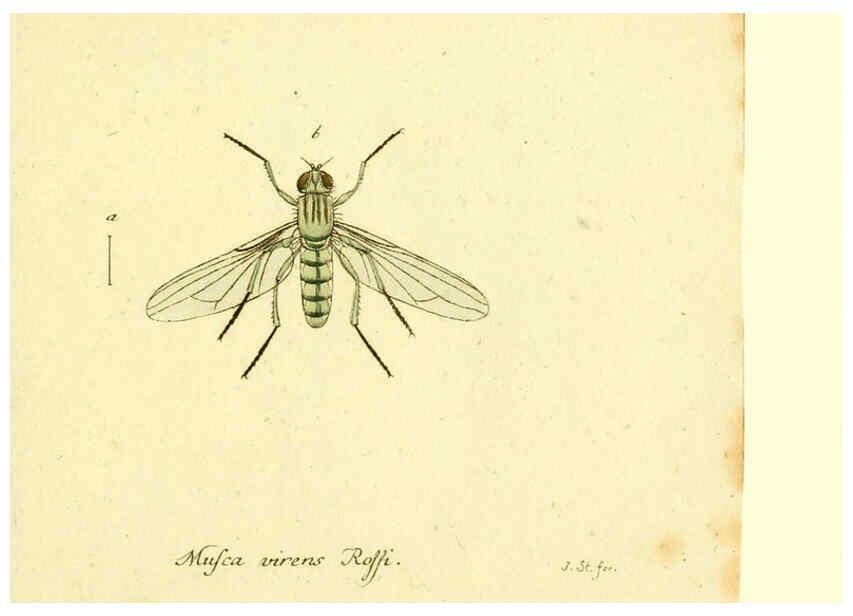 Reproducción/Reproduction 6046272600: Fauna Germanica, Diptera Nuremberg? :s.n.,between 1793 and 1805? 