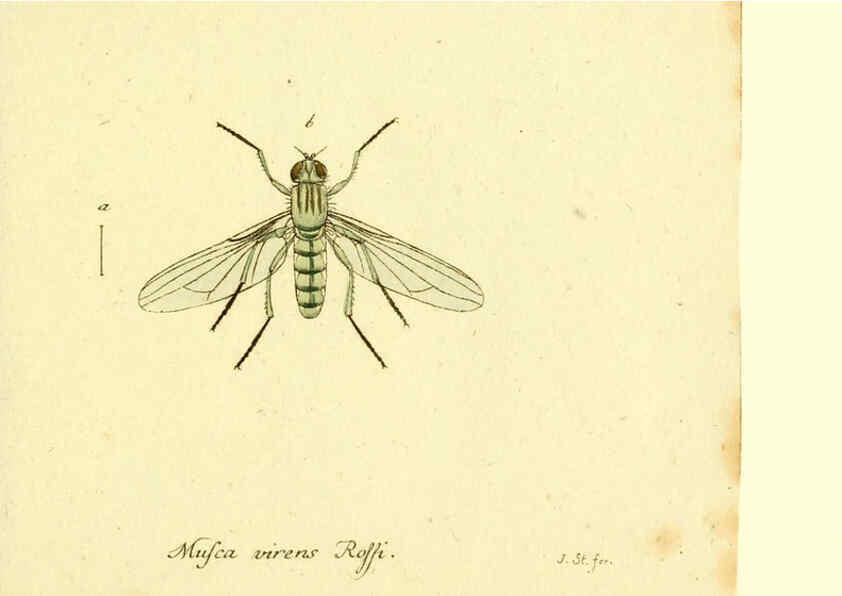 Reproducción/Reproduction 6046272600: Fauna Germanica, Diptera Nuremberg? :s.n.,between 1793 and 1805? 