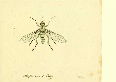Reproducción/Reproduction 6046272600: Fauna Germanica, Diptera Nuremberg? :s.n.,between 1793 and 1805? 
