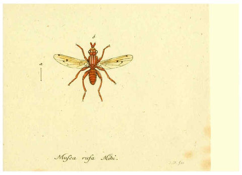 Reproducción/Reproduction 6045723783: Fauna Germanica, Diptera Nuremberg? :s.n.,between 1793 and 1805? 