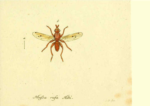 Reproducción/Reproduction 6045723783: Fauna Germanica, Diptera Nuremberg? :s.n.,between 1793 and 1805? 