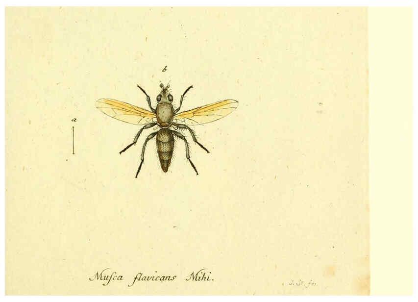 Reproducción/Reproduction 6045724155: Fauna Germanica, Diptera Nuremberg? :s.n.,between 1793 and 1805? 