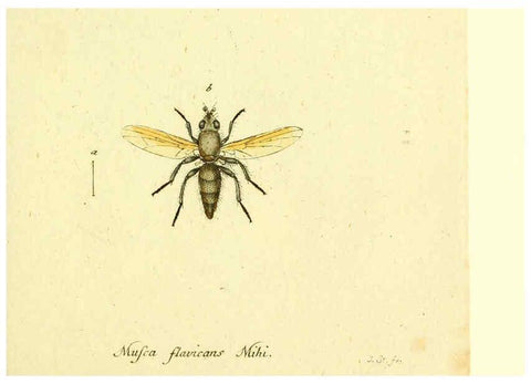 Reproducción/Reproduction 6045724155: Fauna Germanica, Diptera Nuremberg? :s.n.,between 1793 and 1805? 