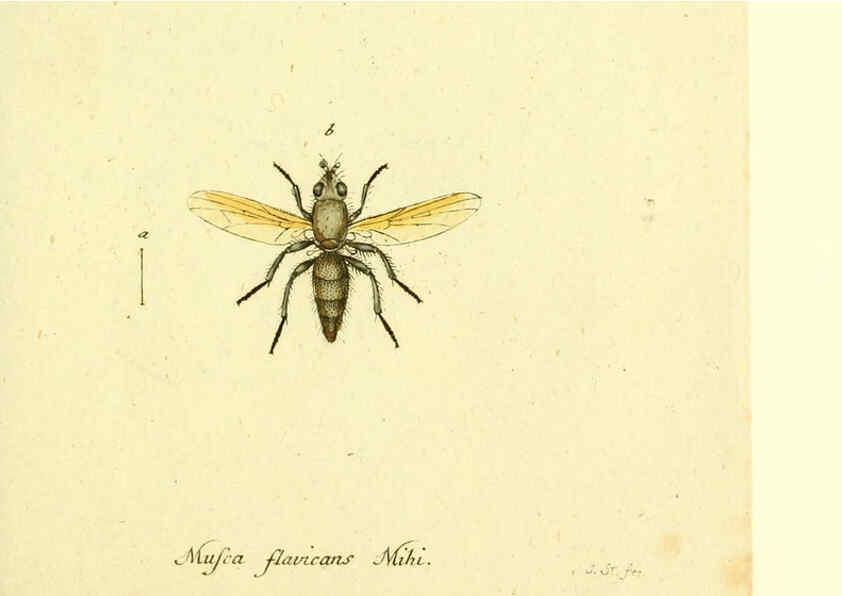 Reproducción/Reproduction 6045724155: Fauna Germanica, Diptera Nuremberg? :s.n.,between 1793 and 1805? 